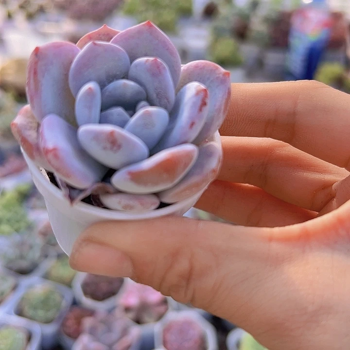 5厘米雪茶带盆19包邮