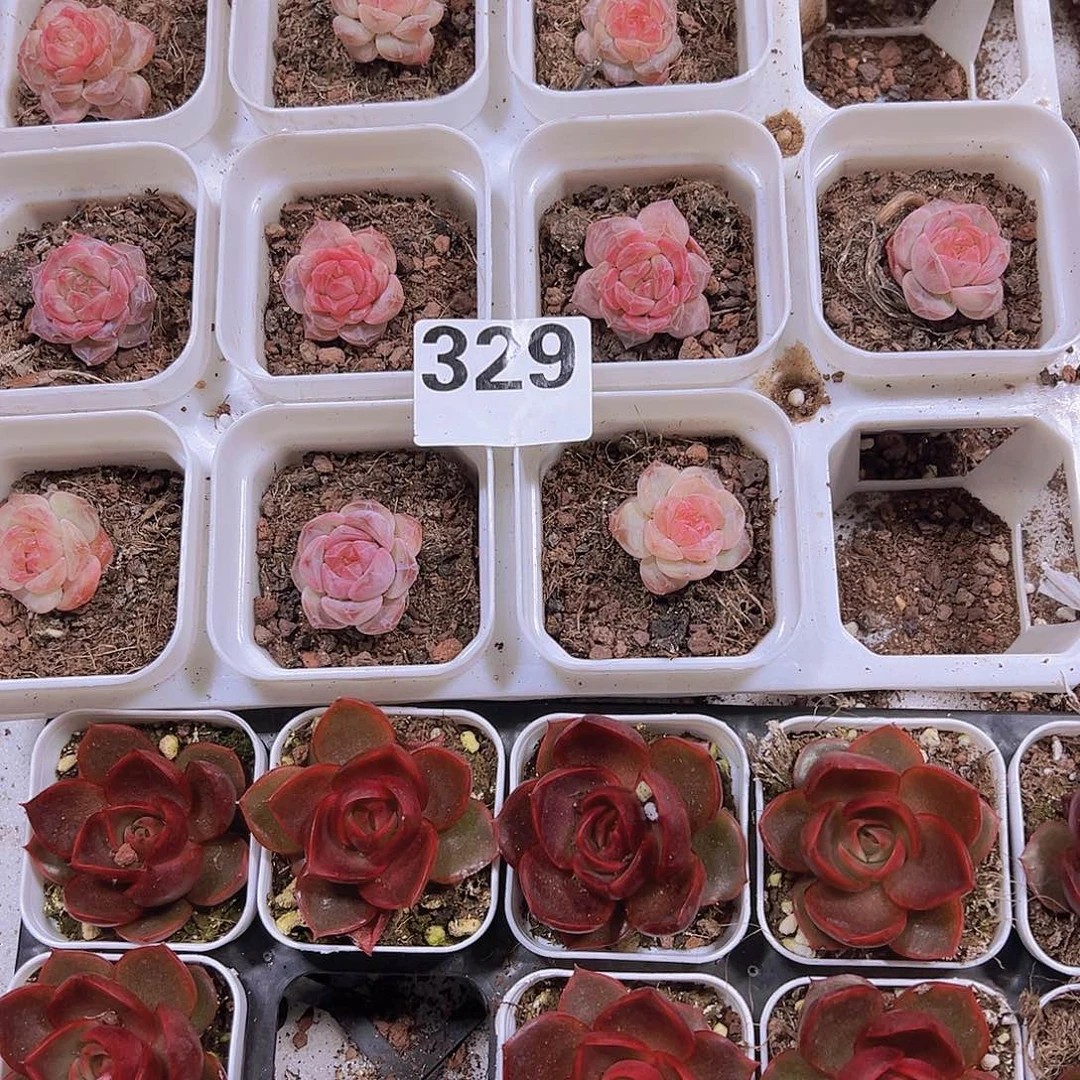 329珍妮样品19包邮