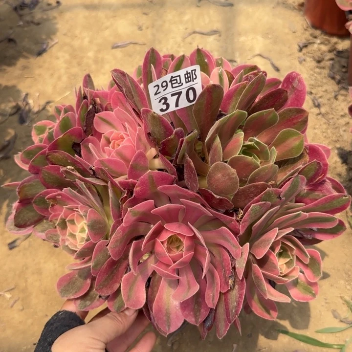 女巫，多肉植物……