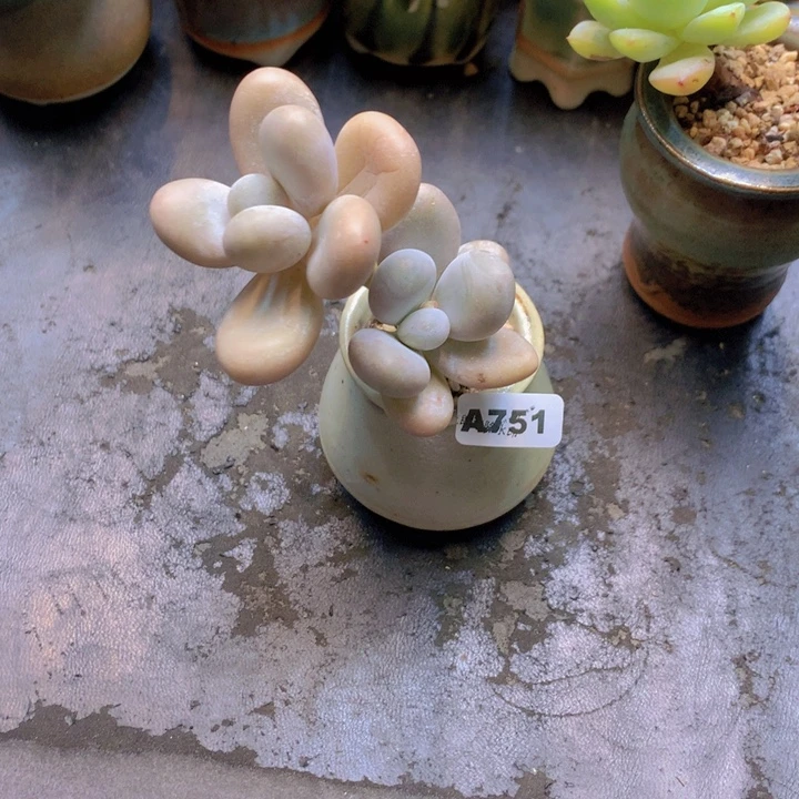 一物一拍含盆土满38包邮A751