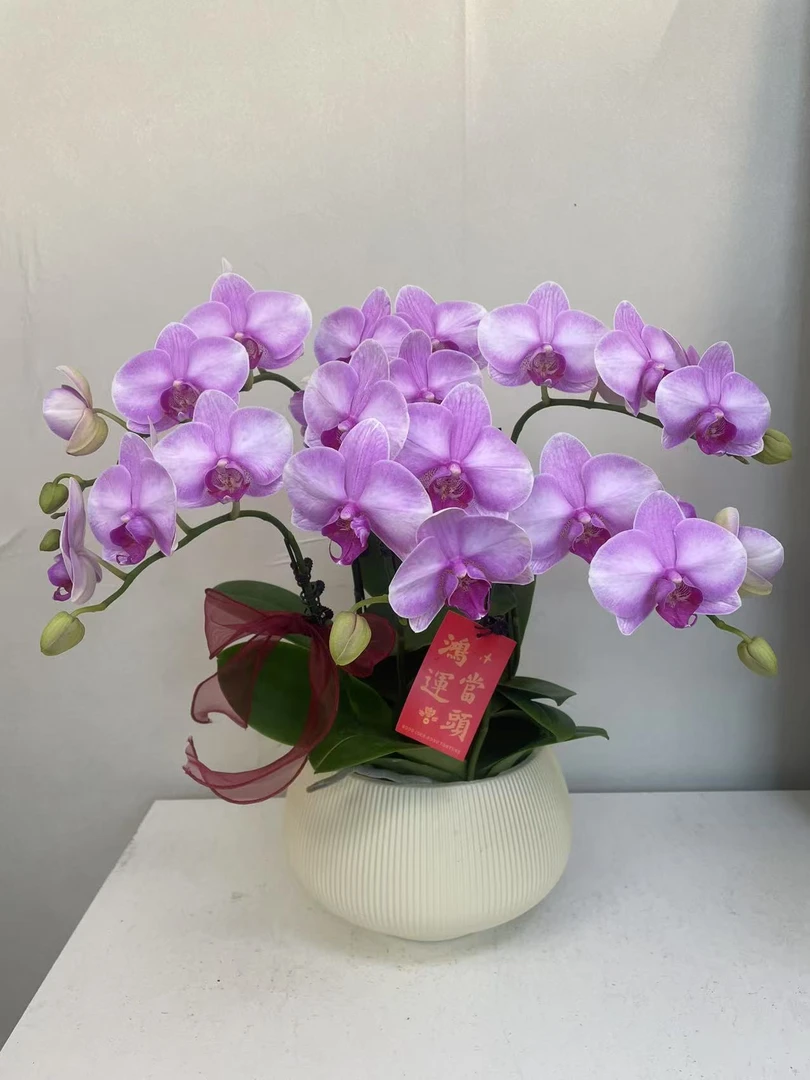 蝴蝶兰 【赛冰冰】真花 秋冬耐寒花卉 四季开花 多样性发货