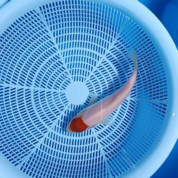 锦鲤自然顶丹顶留养级别小当岁