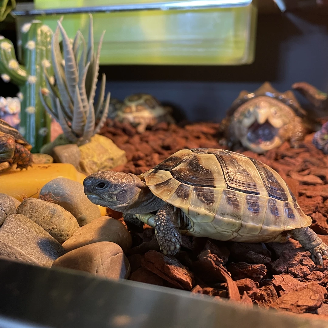 奇跡挑龟链接直播观赏龟龟挑选链接新奇宠物