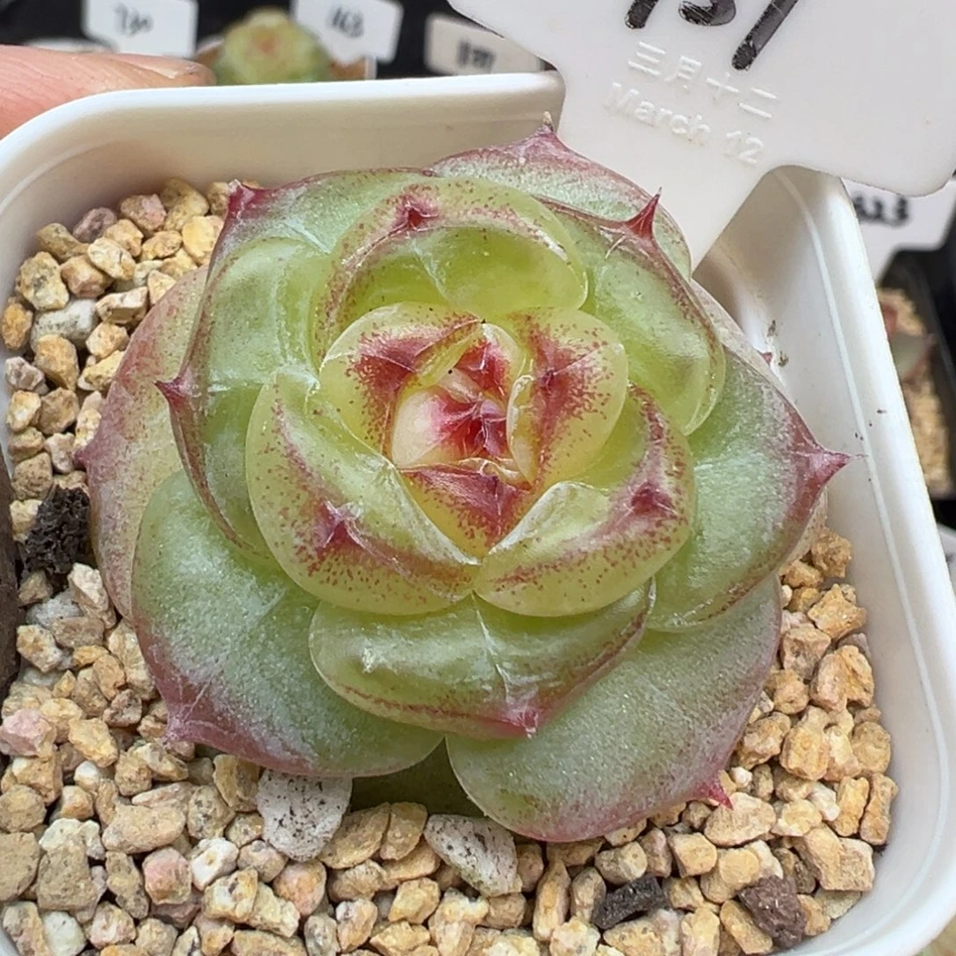 937号绿菩提 晗雨多肉