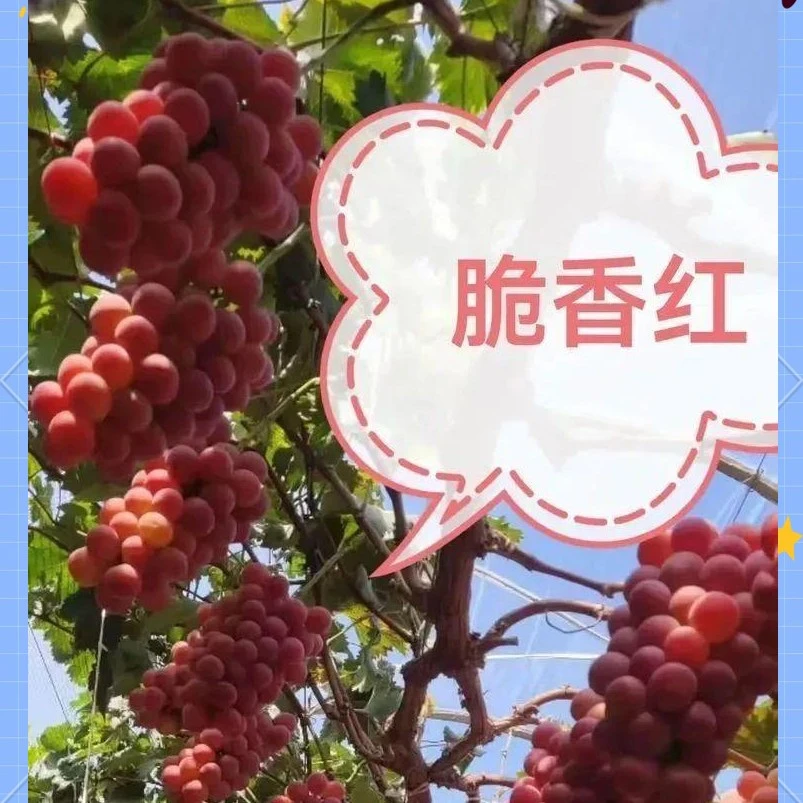 信浓乐 高墨后代（脆香红）欧美品种 高糖 抗病