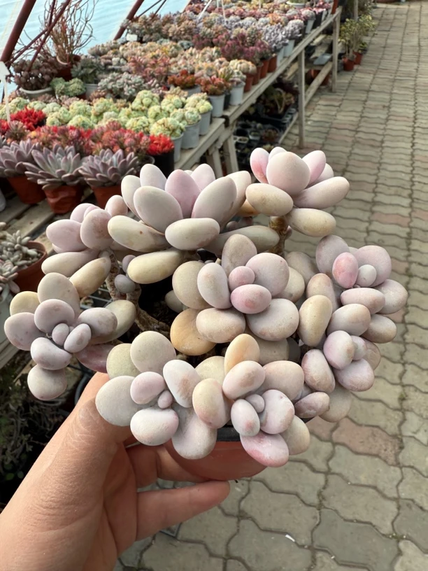 圆叶桃蛋多肉植物