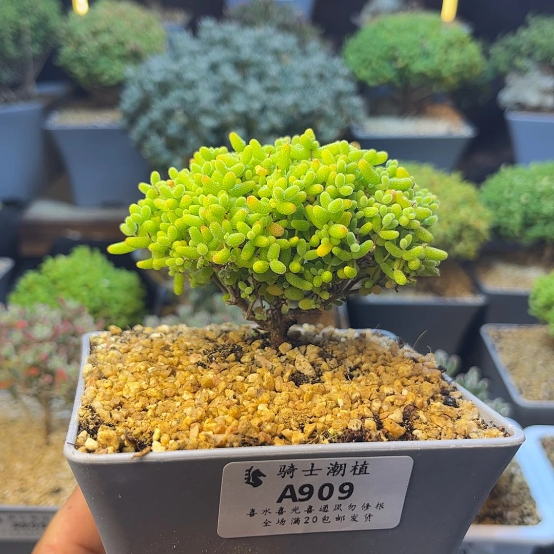 909蜜橘糖球枝干番杏
