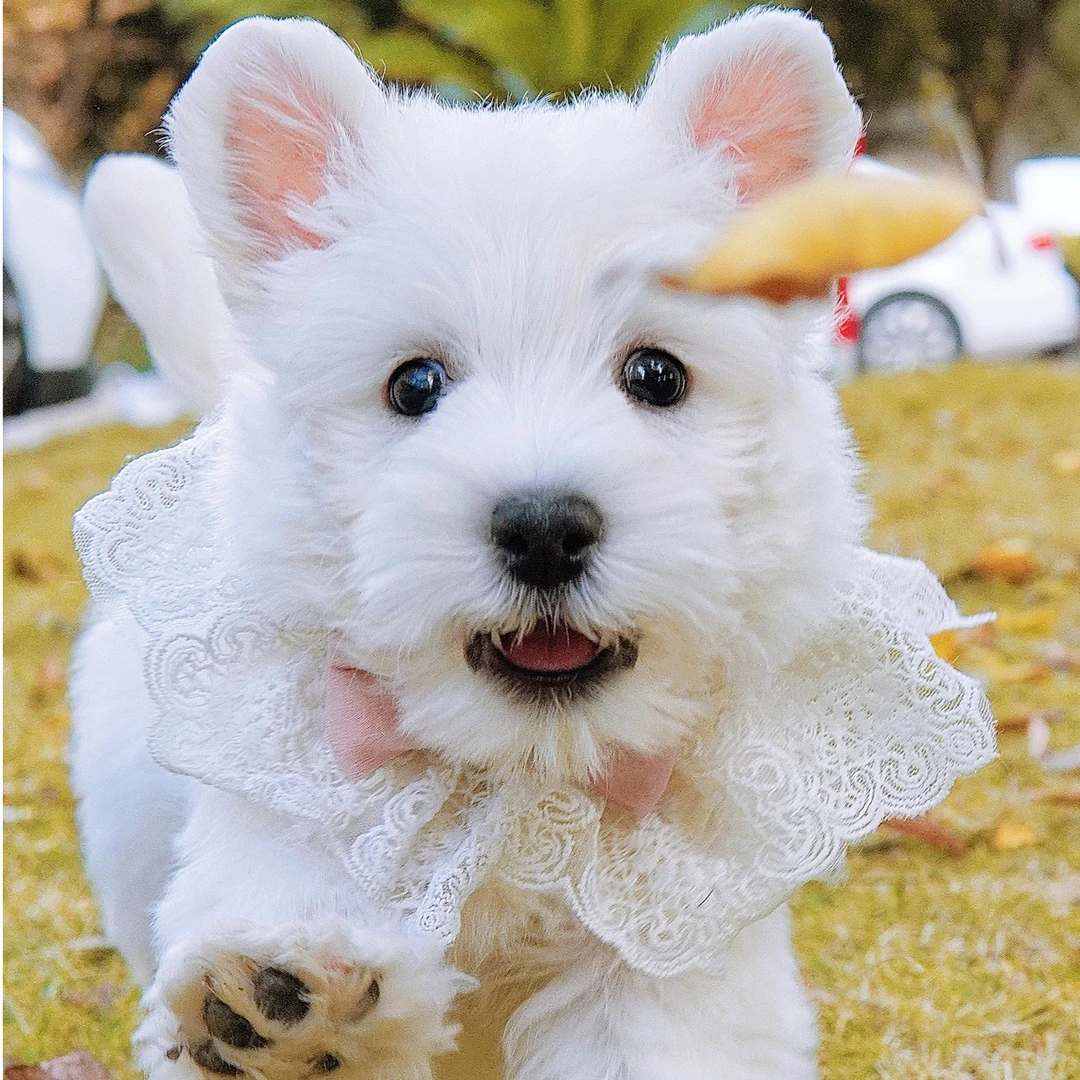 西高地白梗幼犬家养活体纯种-犬舍自提拍付预约链接