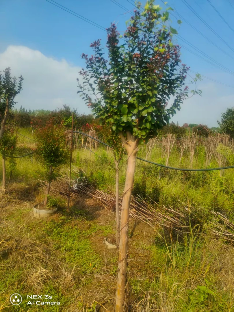 小叶紫薇耐寒耐高温四季好养阳台庭院绿植盆景花卉