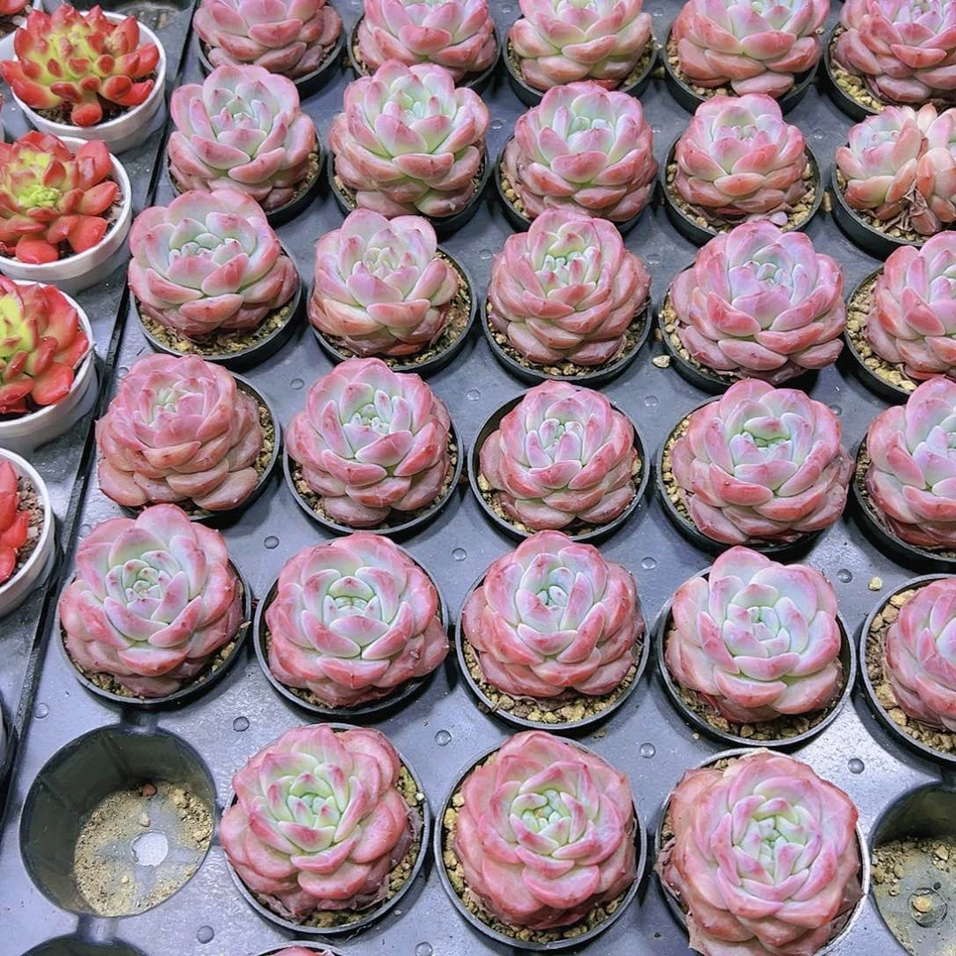 正版红琥珀19包邮