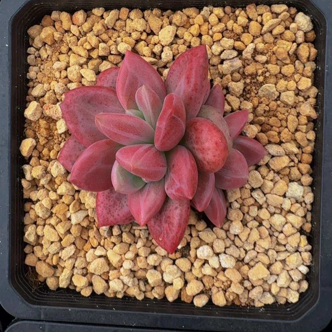 赫菲斯托 3头 一物一拍