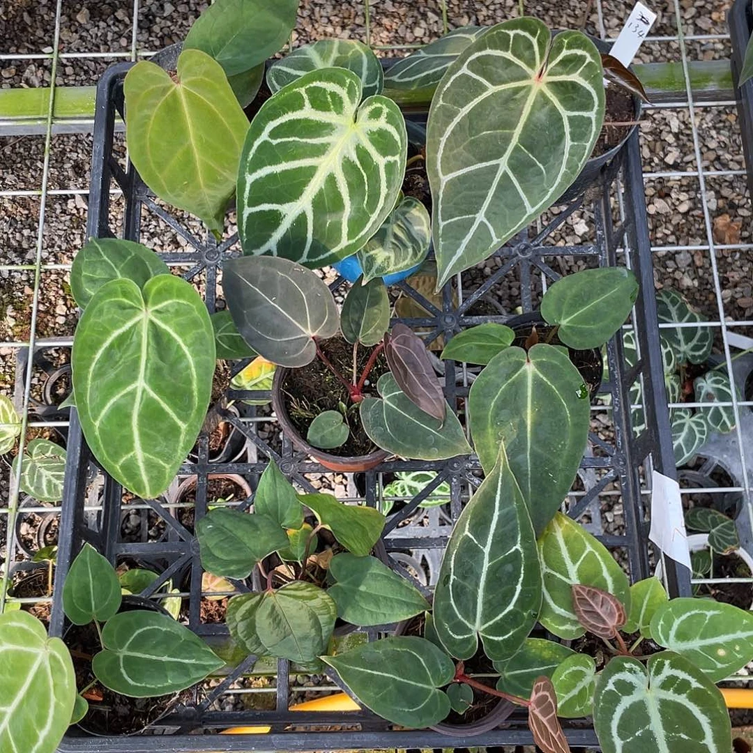 完全开放杂交10颗脱土发，不包叶损，一物一拍134号