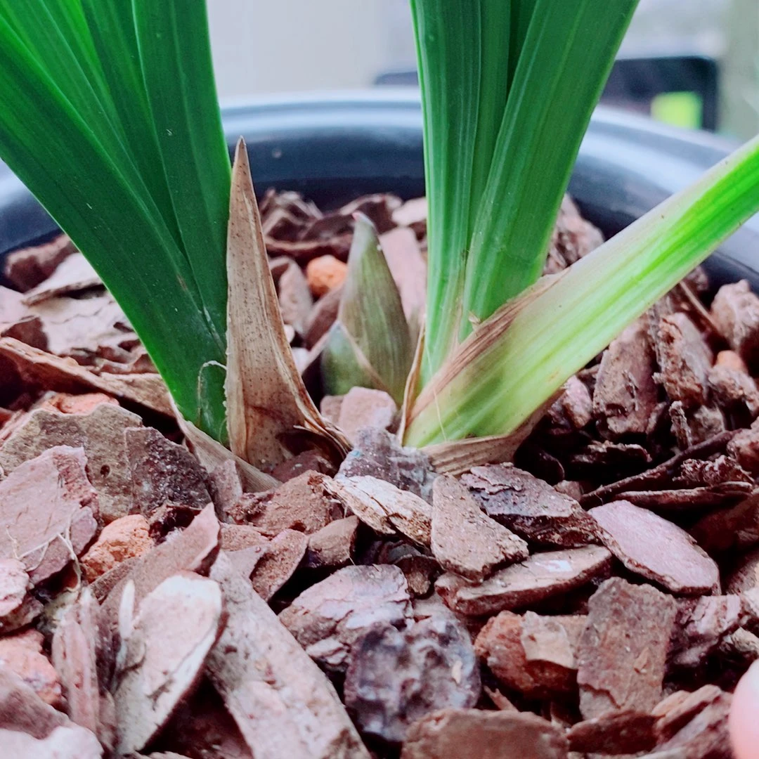 完全开放兰花国兰