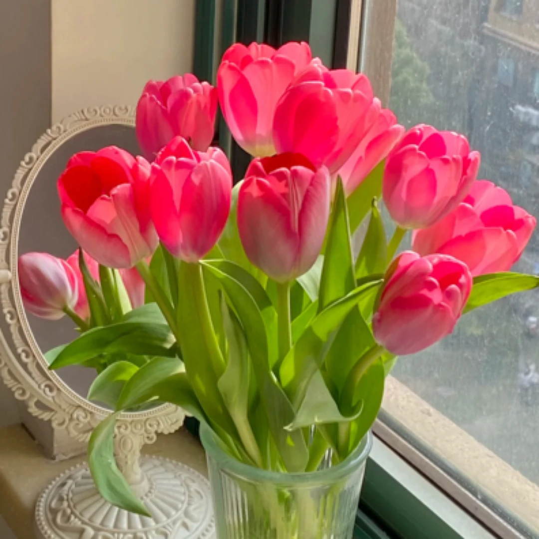 郁金香嫣然粉色大花鲜花基地直发家庭会议办公室插花摆花