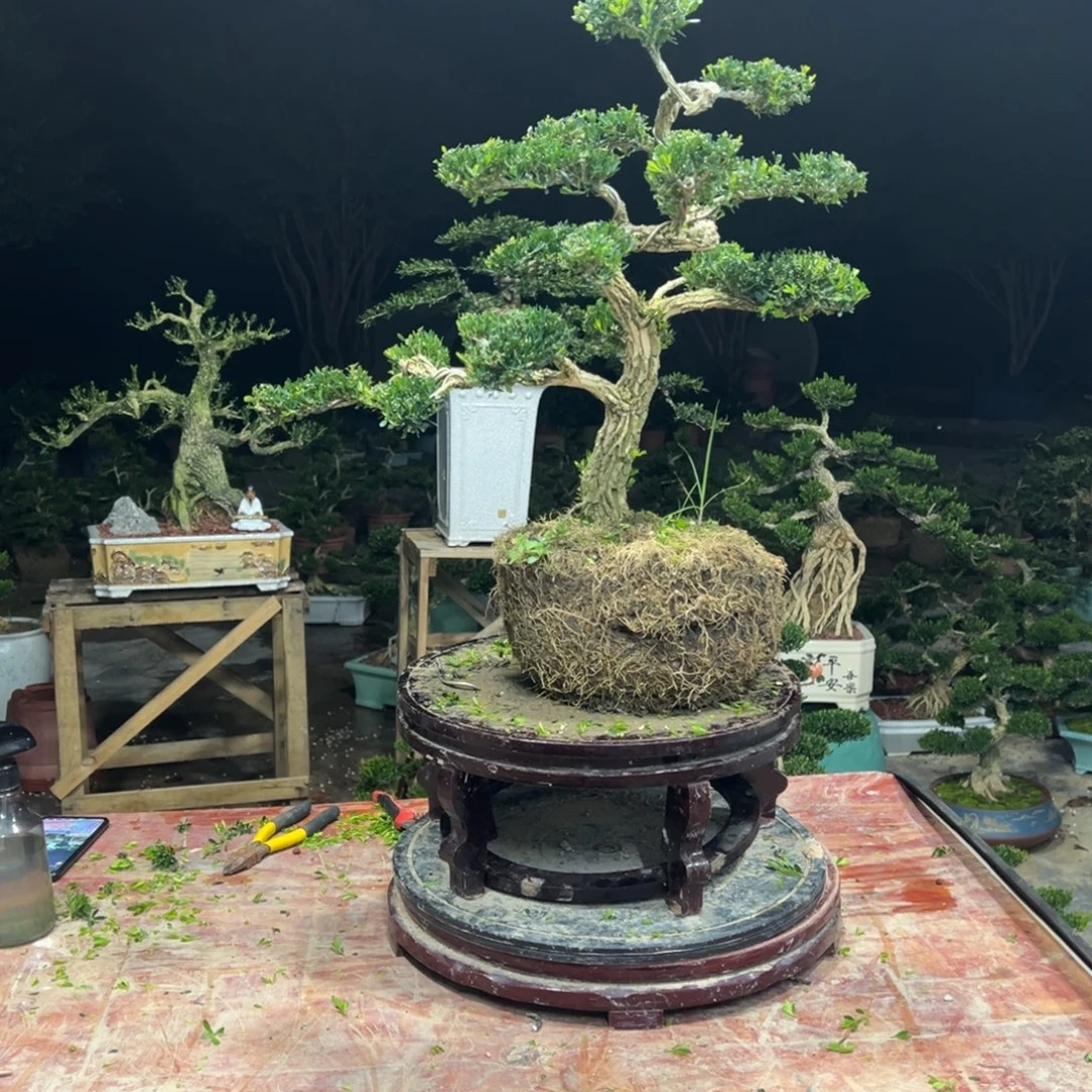 广东皱皮雀舌黄杨
