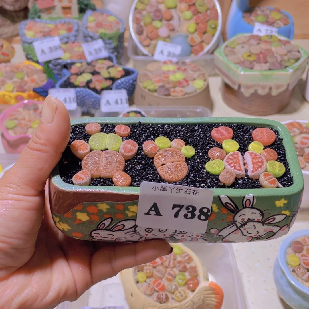 738生石花生石花生石花