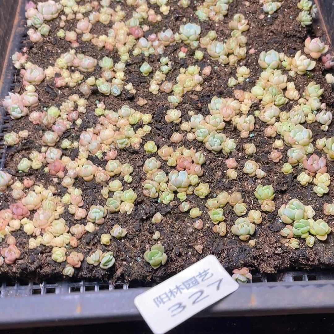 多肉植物多肉植物327