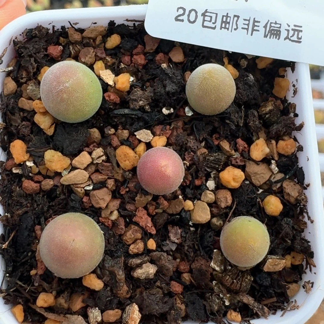 87带盆土发货宝辉五颗