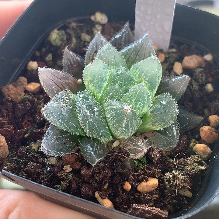 58号毛玉露带盆土