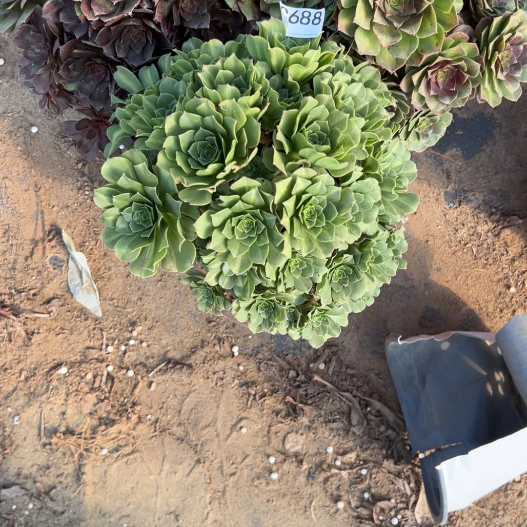 688三颗组合多肉植物法师