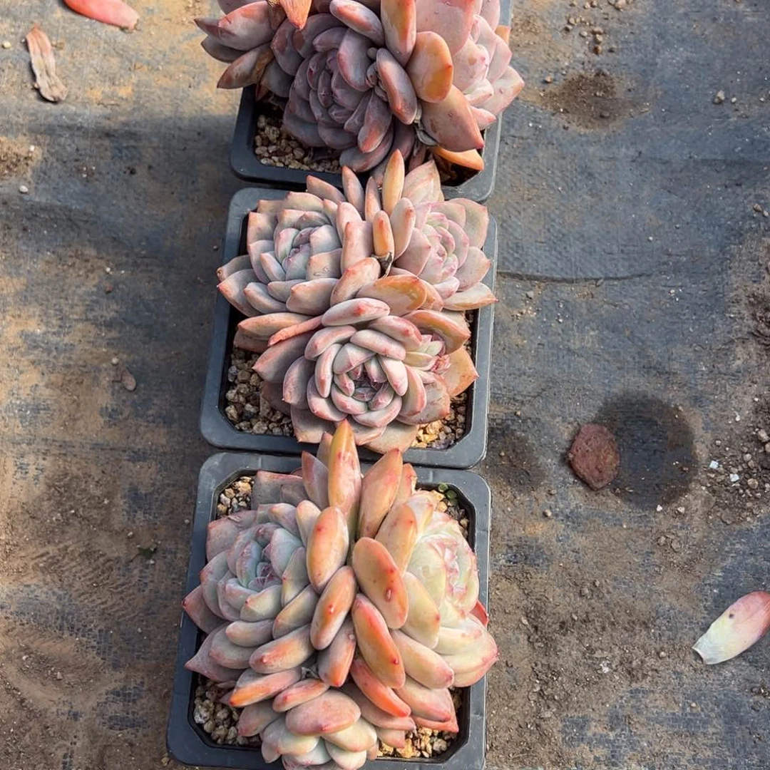 微*多肉植物，多肉植物