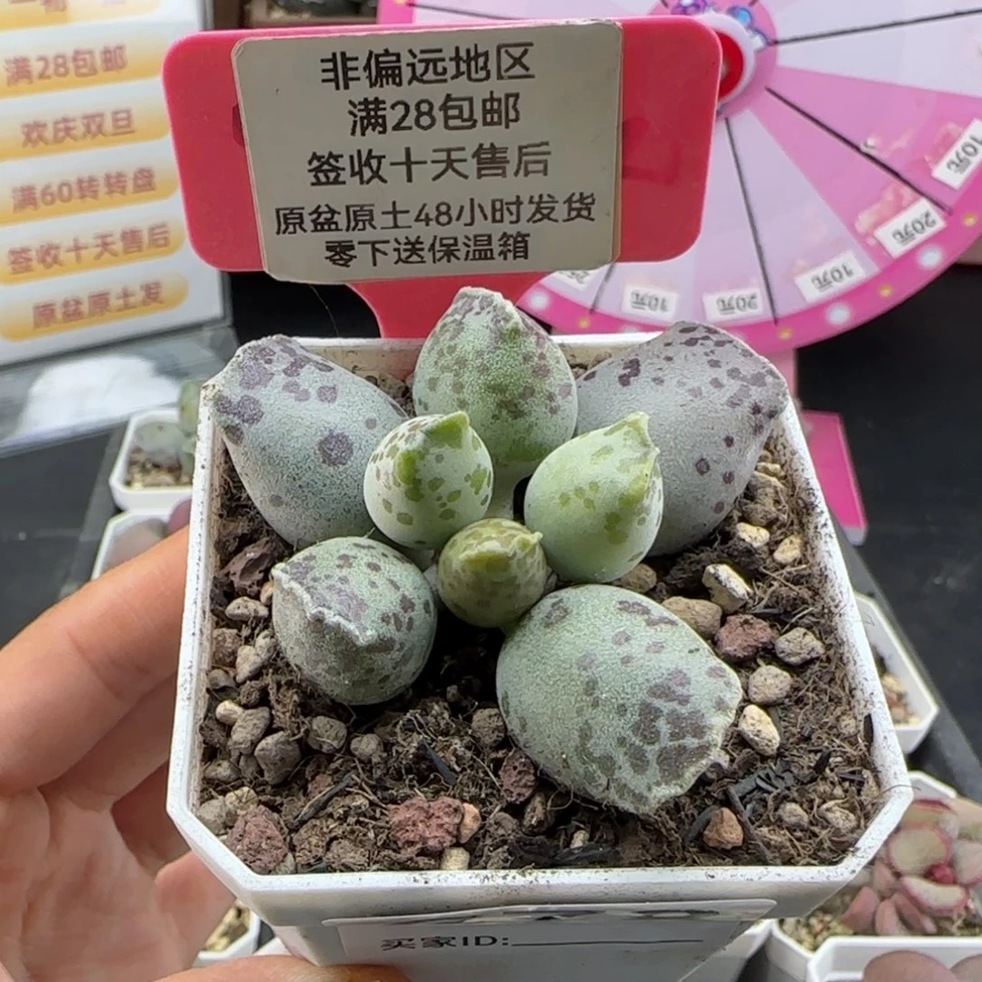 678丸叶海豹多肉植物