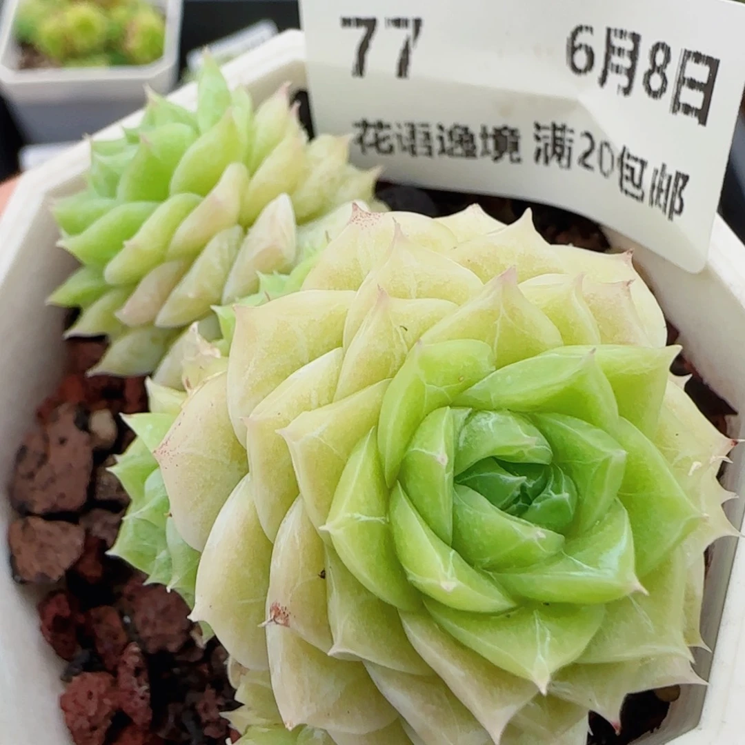 花语逸镜0608-77散