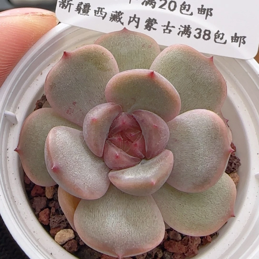0616-346红色恋人