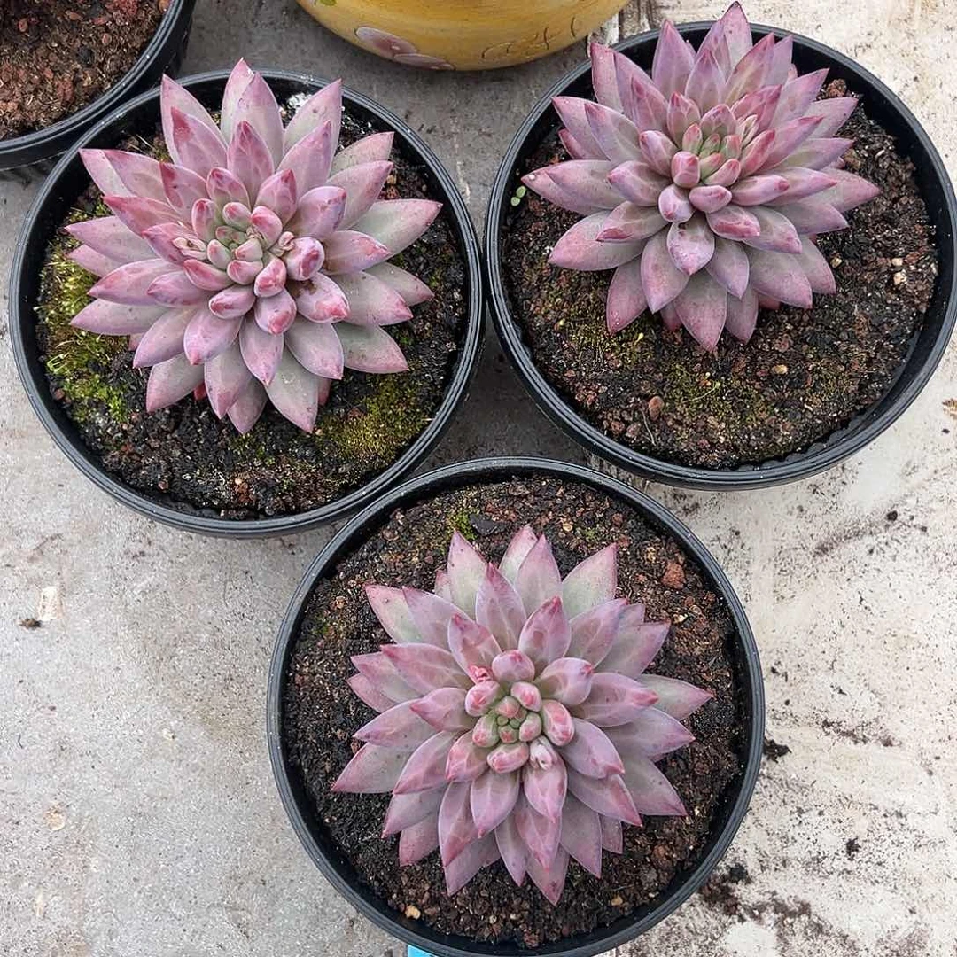 【闪购商品】胖鱼下播福利