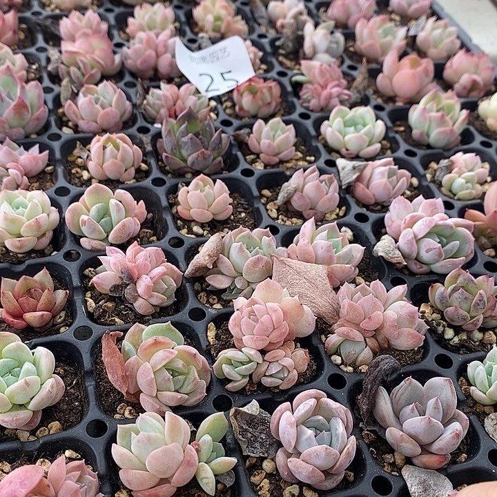 25 多肉植物盆栽花卉植物