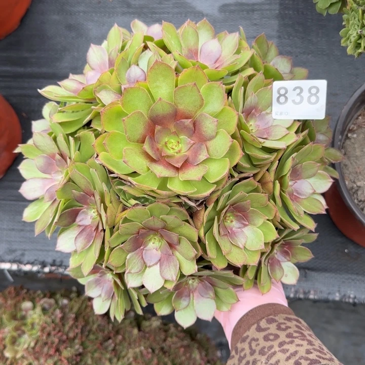 多肉植物桃花石838