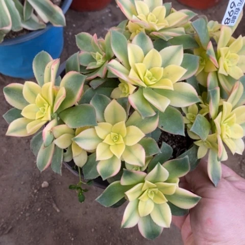 698艳日辉满25包邮多肉