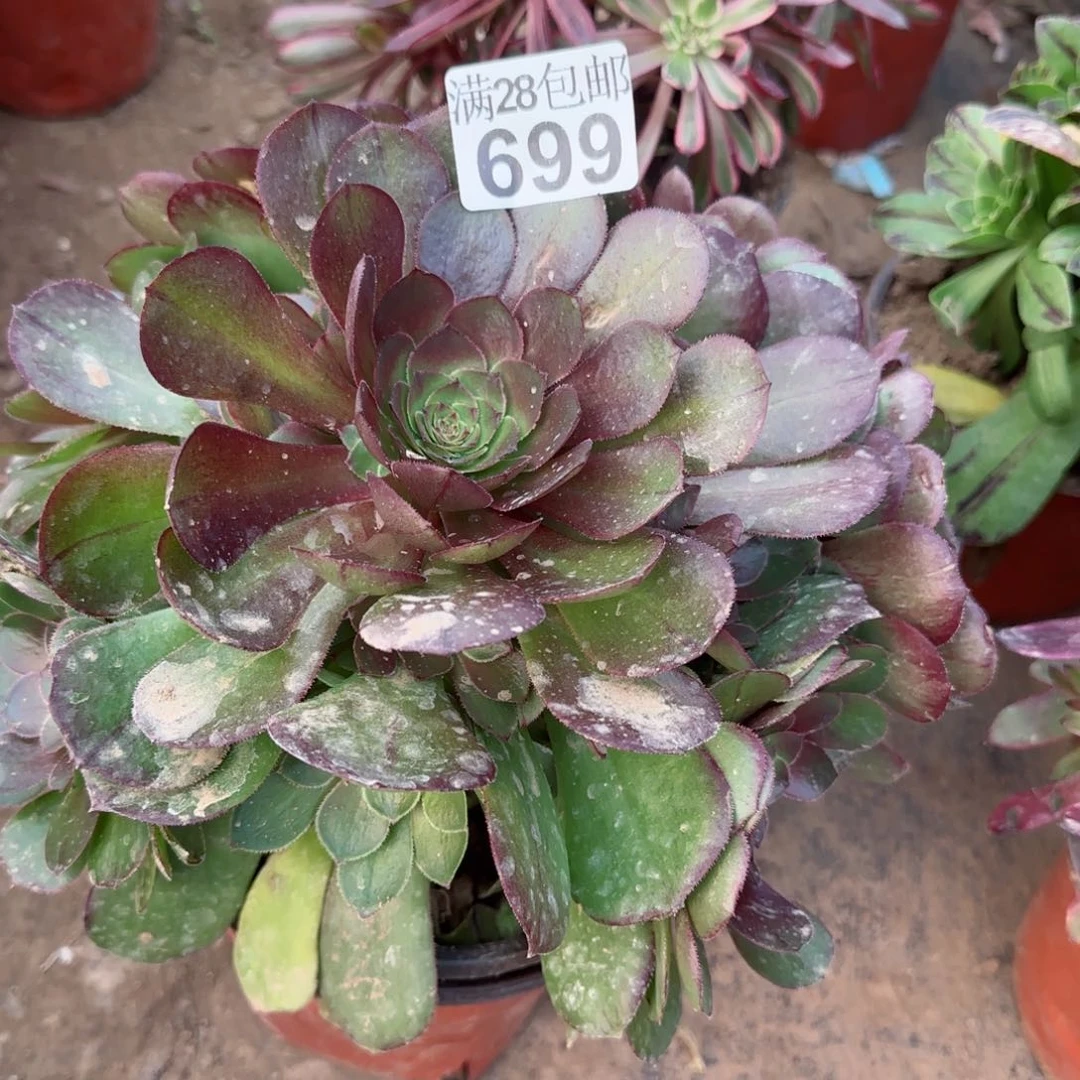 沙拉万多肉699满28包邮断枝不包