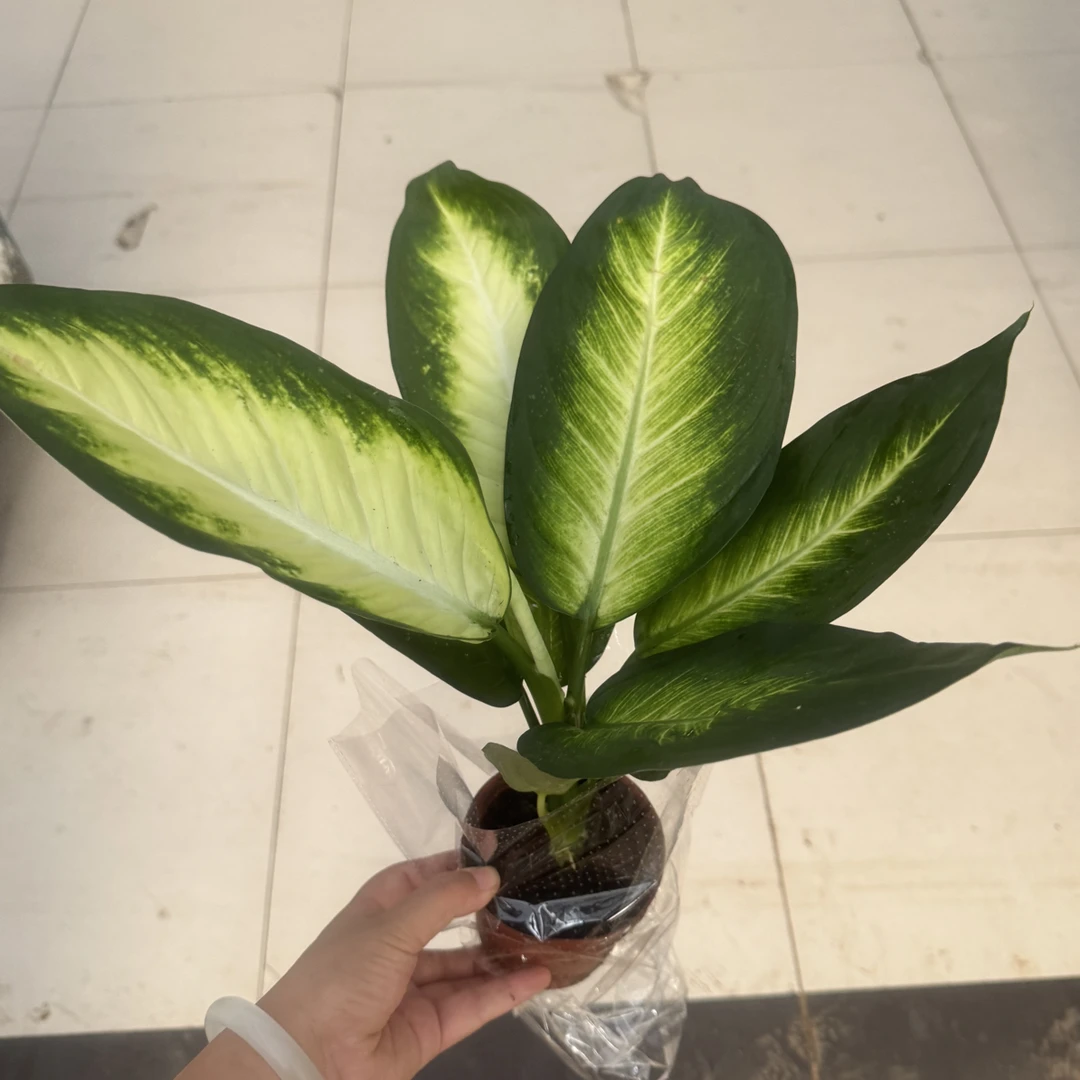 黄金玛丽安盆栽绿植好养