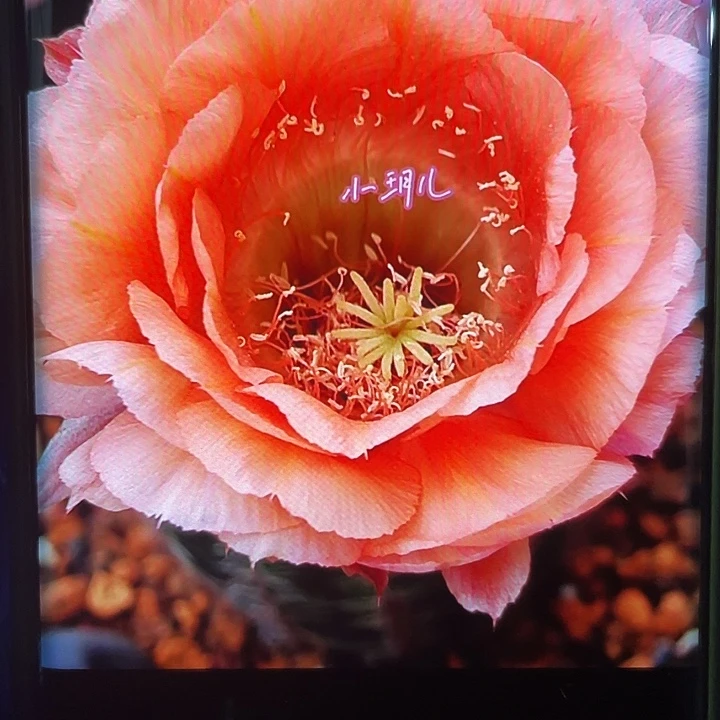 国色侧芽4-5公分歪满18包邮