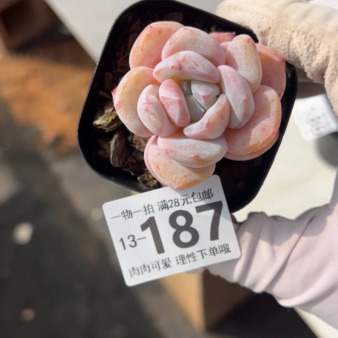 霜花，多肉多肉多肉