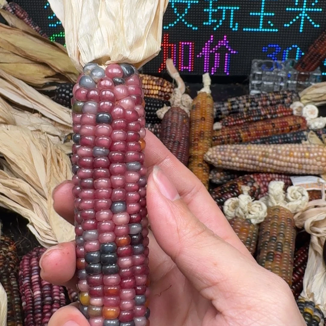 柏香籽/百香籽吊坠凌***油