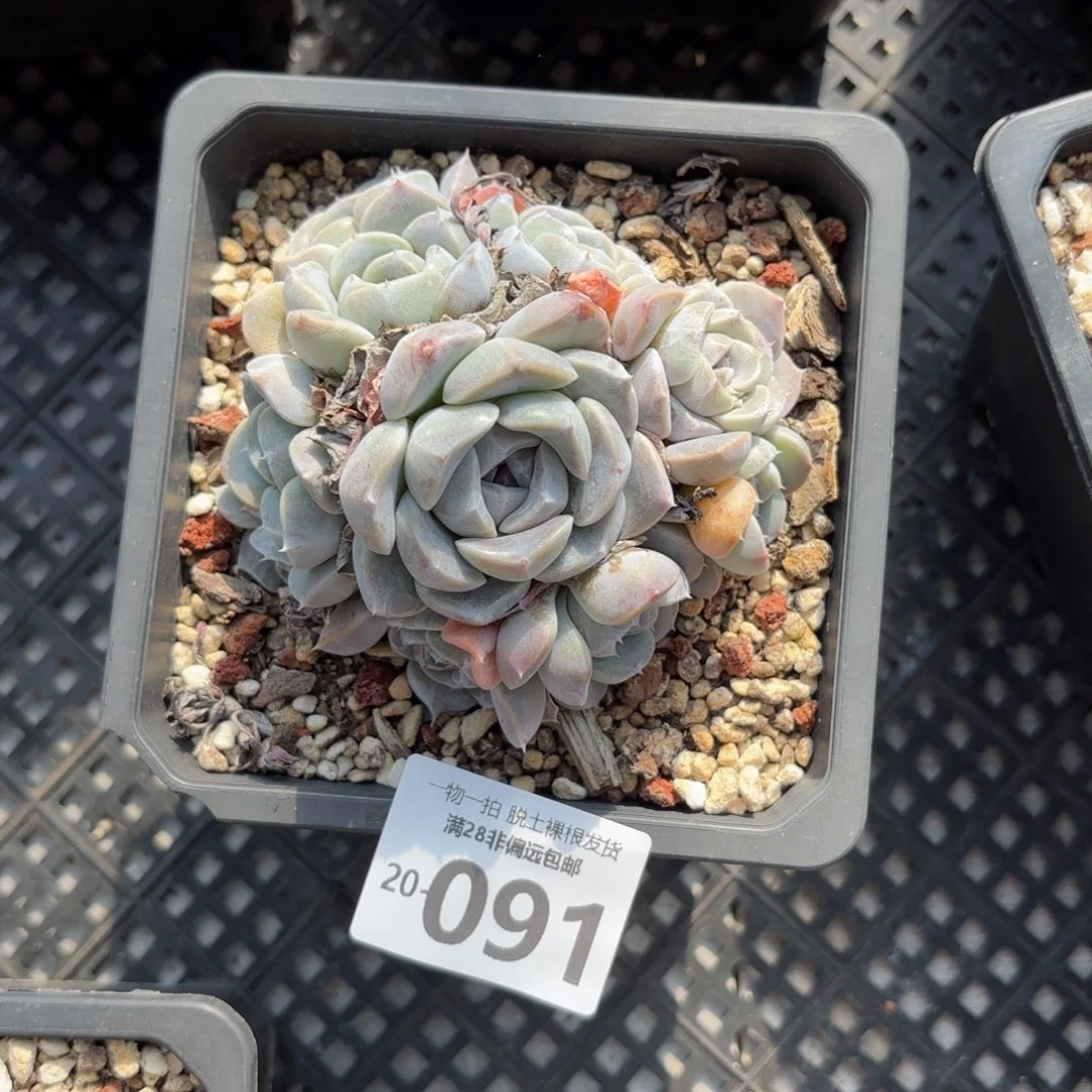 汉堡群生多肉多肉多肉