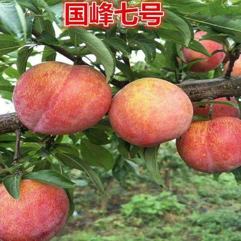 国峰七号李子树苗李子树苗当年结果嫁接李子果苗盆栽地栽当年结果