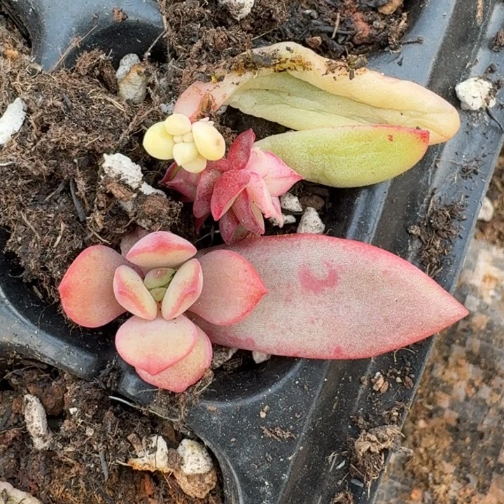 花旦一物一拍好看
