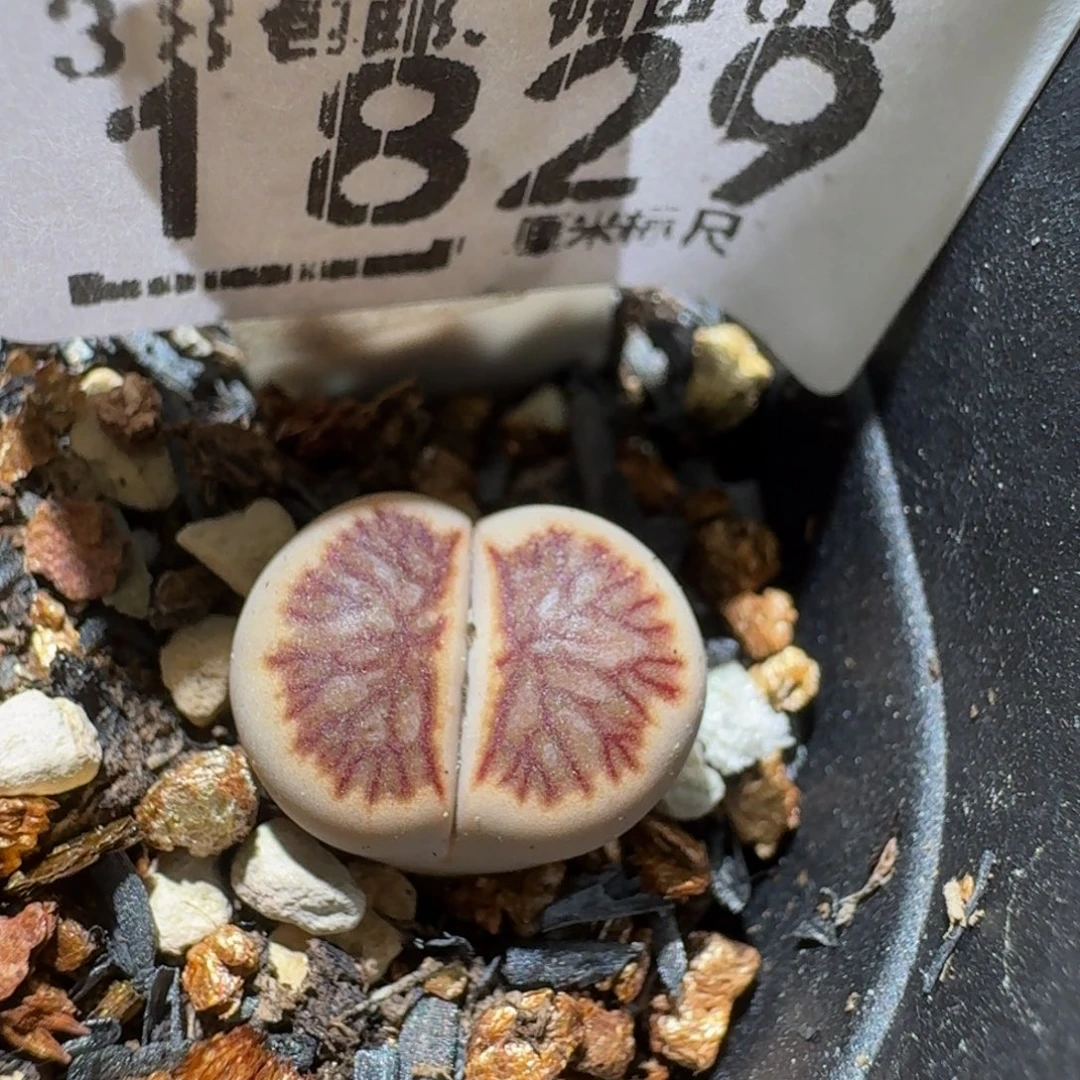 Sssss精品生石花1829