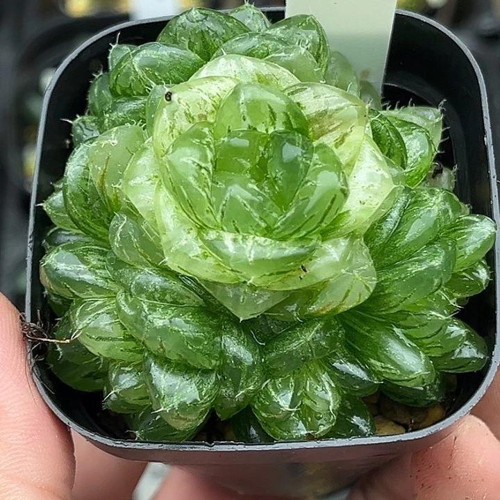 30多头大窗翠云锦头家多肉十二卷