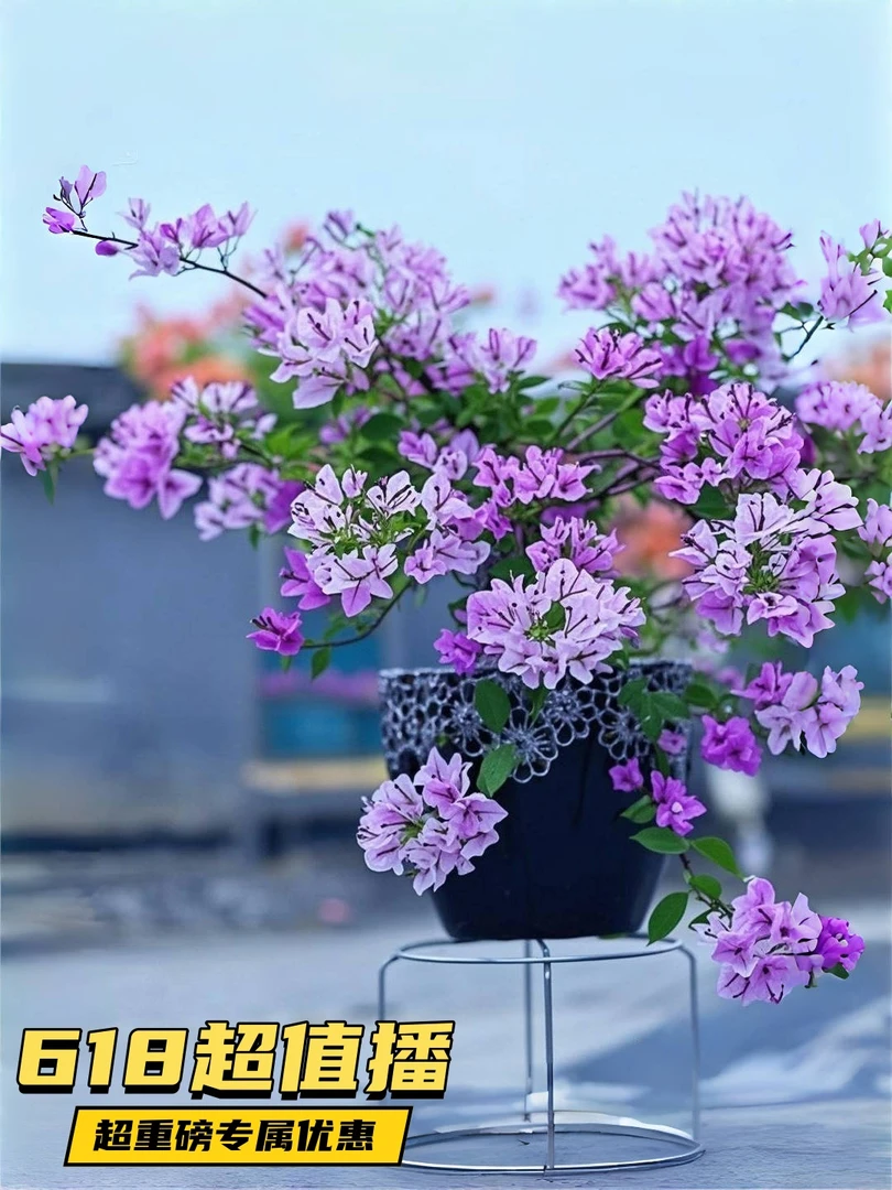 珍贵品种【雪紫】三角梅盆栽花卉四季勤花好养阳台庭院爬藤源头基地