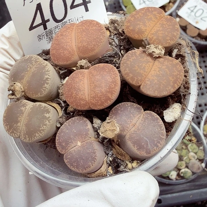 哈哈笑不出话404月就有