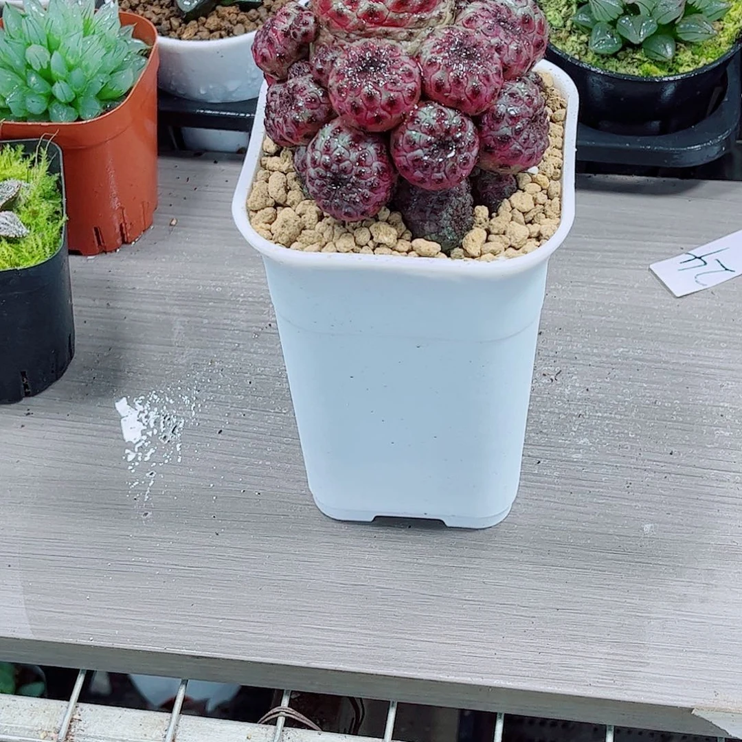 紫丽丸一勿一拍多肉