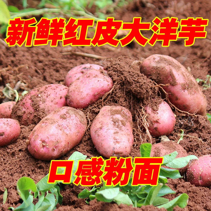 云南红皮黄心土豆新鲜现挖洋芋农家自种高原马铃薯土豆净重5斤9斤