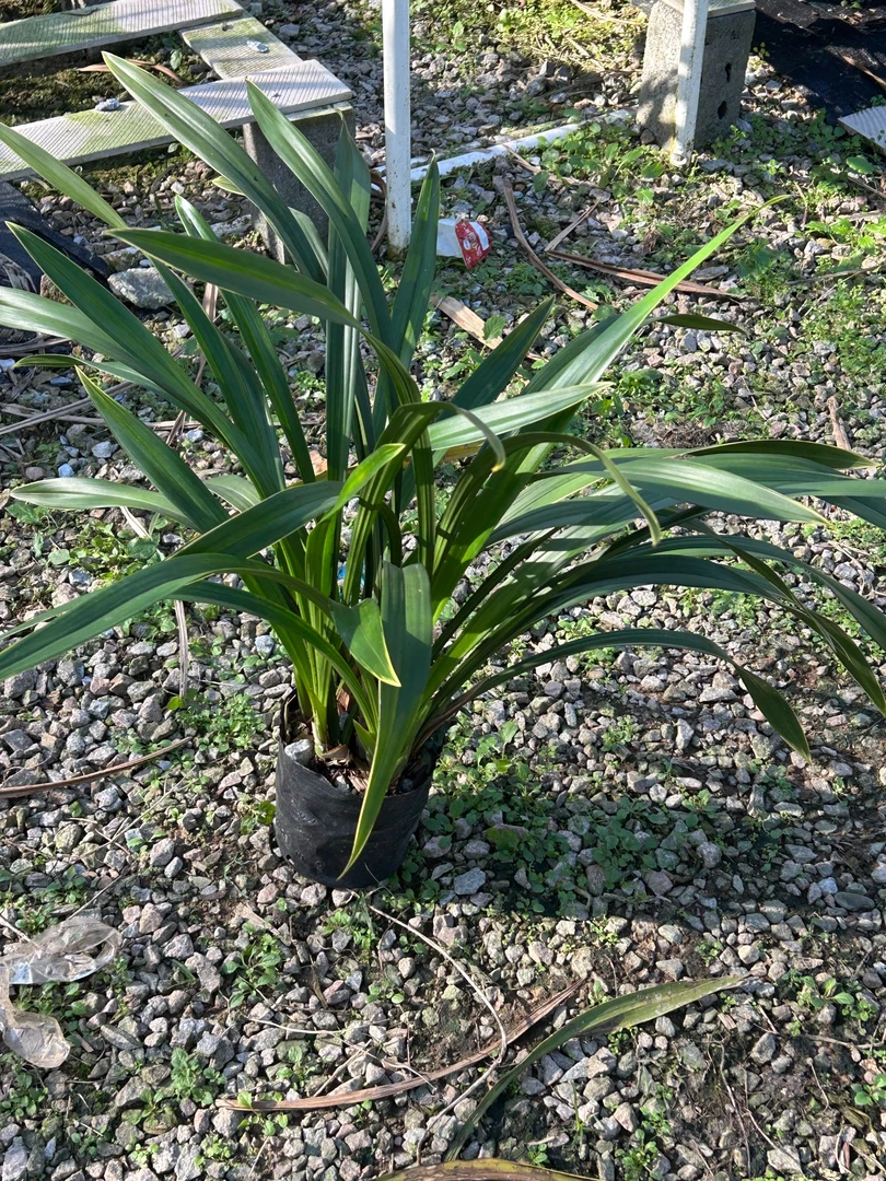 墨兰金华山花盆栽四季开花浓香型好养室内观赏花卉绿植