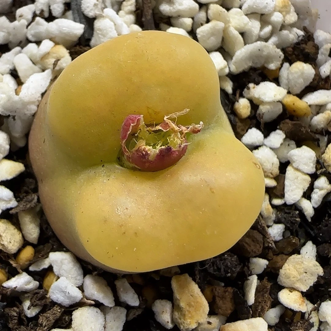 11.20。   蟠桃祖宗。  2014