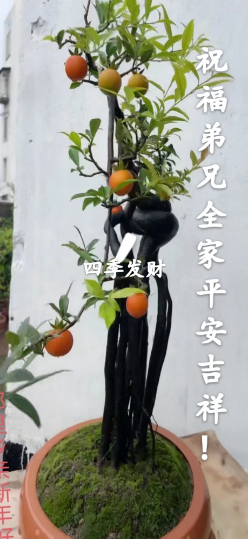 （一物一拍以截图为准）老桩金弹子盆景