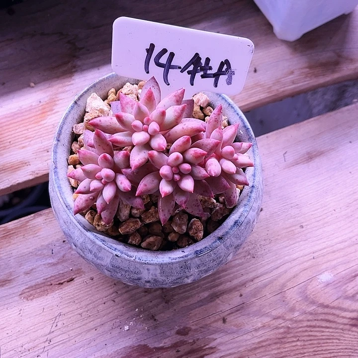 冰*雨我是第一百个为妖刀应援的阴阳师